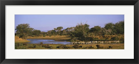 Framed Herd of Zebra (Equus grevyi) and African Buffalo (Syncerus caffer) in a field, Uaso Nyrio River, Samburu, Kenya Print