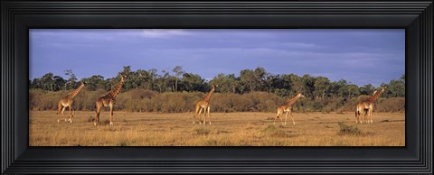 Framed View Of A Group Of Giraffes In The Wild, Maasai Mara, Kenya Print