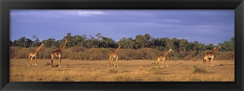 Framed View Of A Group Of Giraffes In The Wild, Maasai Mara, Kenya Print