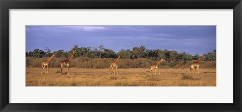 Framed View Of A Group Of Giraffes In The Wild, Maasai Mara, Kenya Print