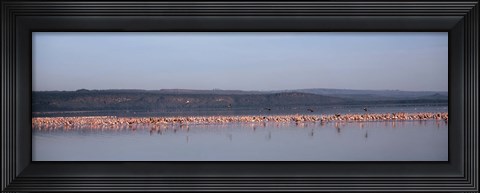 Framed Africa, Kenya, Lake Nakuru National Park, Lake Nakuru, Flamingo birds in the lake Print