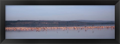 Framed Africa, Kenya, Lake Nakuru National Park, Lake Nakuru, Flamingo birds in the lake Print