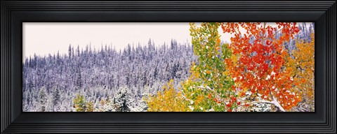 Framed Winter, Aspens, USA Print