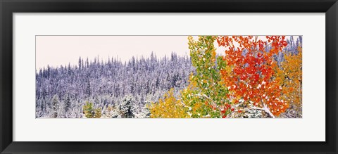Framed Winter, Aspens, USA Print