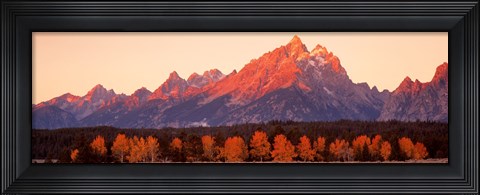 Framed Aspens, Teton Range, Grand Teton National Park, Wyoming, USA Print