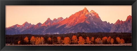 Framed Aspens, Teton Range, Grand Teton National Park, Wyoming, USA Print