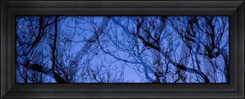 Framed Trees Print