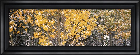Framed Aspen trees in autumn, Grand Teton National Park, Wyoming, USA Print