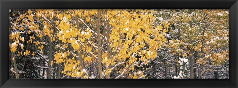 Framed Aspen trees in autumn, Grand Teton National Park, Wyoming, USA Print