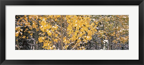 Framed Aspen trees in autumn, Grand Teton National Park, Wyoming, USA Print