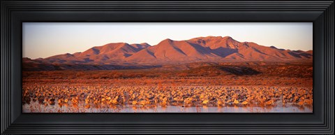 Framed Sandhill Crane, Bosque Del Apache, New Mexico, USA Print