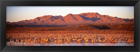 Framed Sandhill Crane, Bosque Del Apache, New Mexico, USA Print