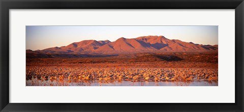 Framed Sandhill Crane, Bosque Del Apache, New Mexico, USA Print