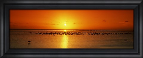 Framed Flock of seagulls on the beach at sunset, South Padre Island, Texas, USA Print