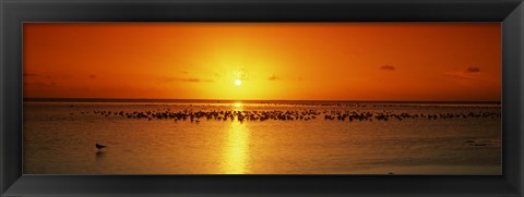 Framed Flock of seagulls on the beach at sunset, South Padre Island, Texas, USA Print