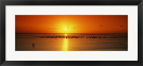 Framed Flock of seagulls on the beach at sunset, South Padre Island, Texas, USA Print