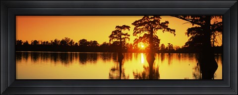 Framed Cypress trees at sunset, Horseshoe Lake Conservation Area, Alexander County, Illinois, USA Print