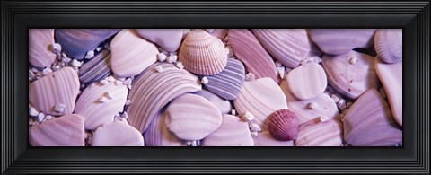 Framed Close-up of seashells Print