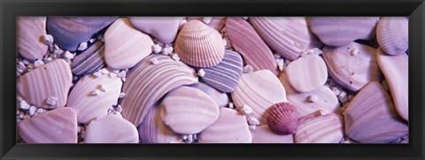 Framed Close-up of seashells Print