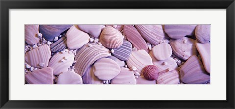 Framed Close-up of seashells Print