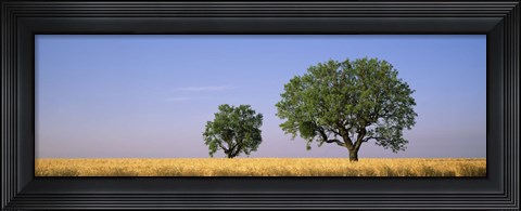 Framed Two almond trees in wheat field, Plateau De Valensole, France Print