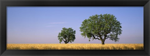 Framed Two almond trees in wheat field, Plateau De Valensole, France Print