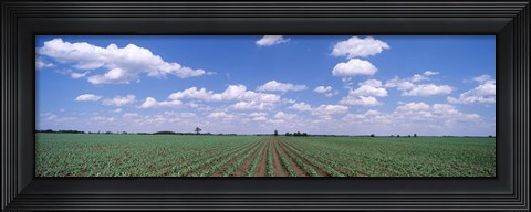 Framed Cornfield, Marion County, Illinois, USA Print
