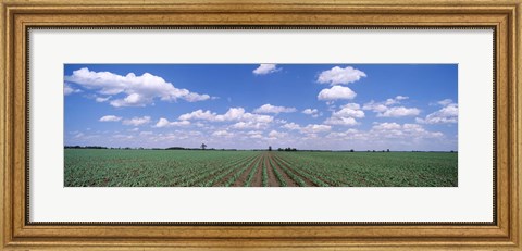 Framed Cornfield, Marion County, Illinois, USA Print
