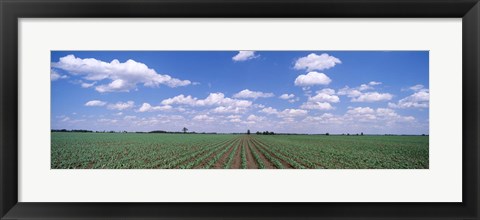 Framed Cornfield, Marion County, Illinois, USA Print