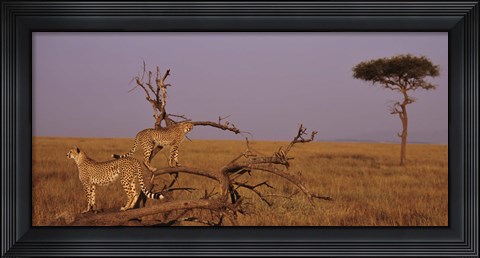 Framed View of two Cheetahs in the wild, Africa Print