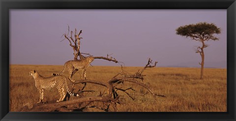 Framed View of two Cheetahs in the wild, Africa Print