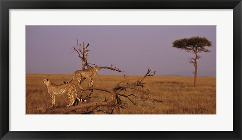 Framed View of two Cheetahs in the wild, Africa Print