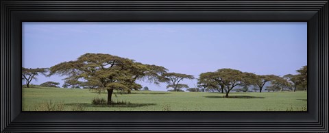 Framed Kenya, View of trees in flat grasslands Print