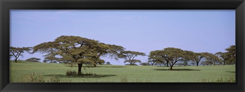 Framed Kenya, View of trees in flat grasslands Print