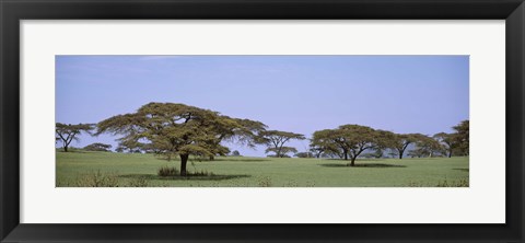 Framed Kenya, View of trees in flat grasslands Print