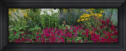 Framed Close-up of flowers in a garden Print