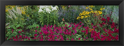 Framed Close-up of flowers in a garden Print