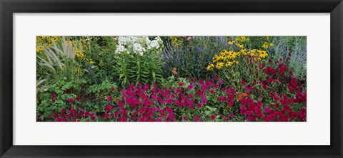 Framed Close-up of flowers in a garden Print