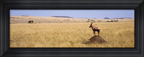 Framed Side profile of a Topi standing on a termite mound, Masai Mara National Reserve, Kenya Print