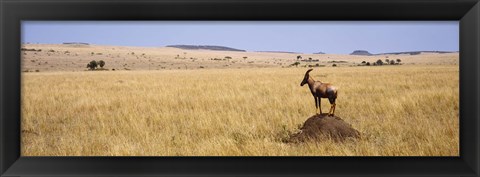 Framed Side profile of a Topi standing on a termite mound, Masai Mara National Reserve, Kenya Print