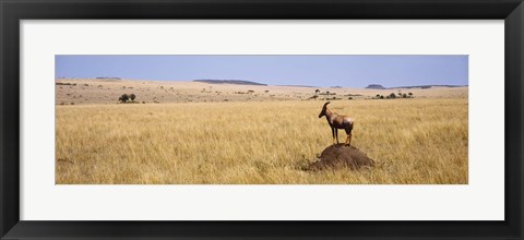 Framed Side profile of a Topi standing on a termite mound, Masai Mara National Reserve, Kenya Print