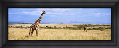 Framed Giraffe, Maasai Mara, Kenya Print