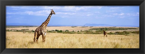 Framed Giraffe, Maasai Mara, Kenya Print