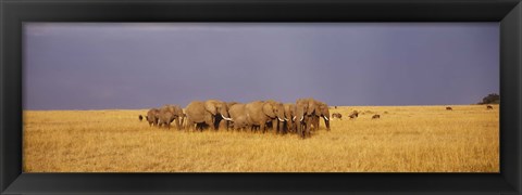 Framed Elephants of Masai Mara National Reserve, Kenya Print