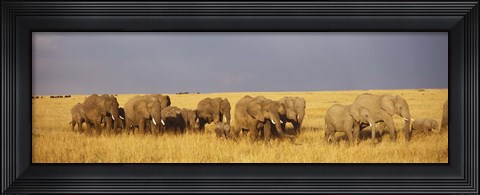 Framed Elephants on the Grasslands, Masai Mara National Reserve, Kenya Print