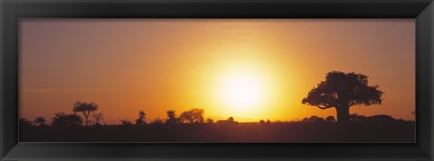 Framed Sunset, Tarangire, Tanzania, Africa Print