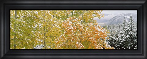 Framed Trees in a forest, Grand Teton National Park, Wyoming, USA Print