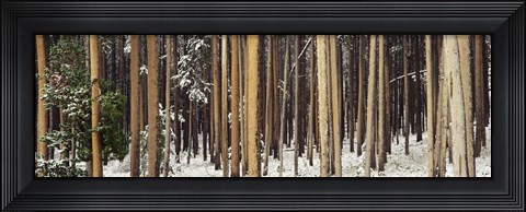 Framed Lodgepole Pines and Snow Grand Teton National Park WY Print