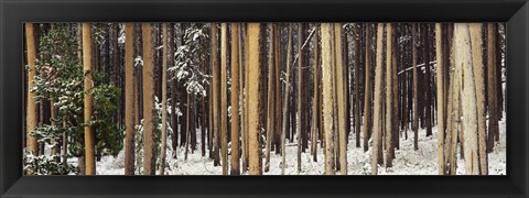 Framed Lodgepole Pines and Snow Grand Teton National Park WY Print