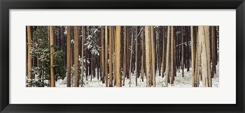 Framed Lodgepole Pines and Snow Grand Teton National Park WY Print